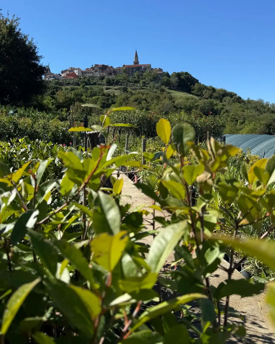 Piantine nel vivaio, con Buie sul colle sullo sfondo