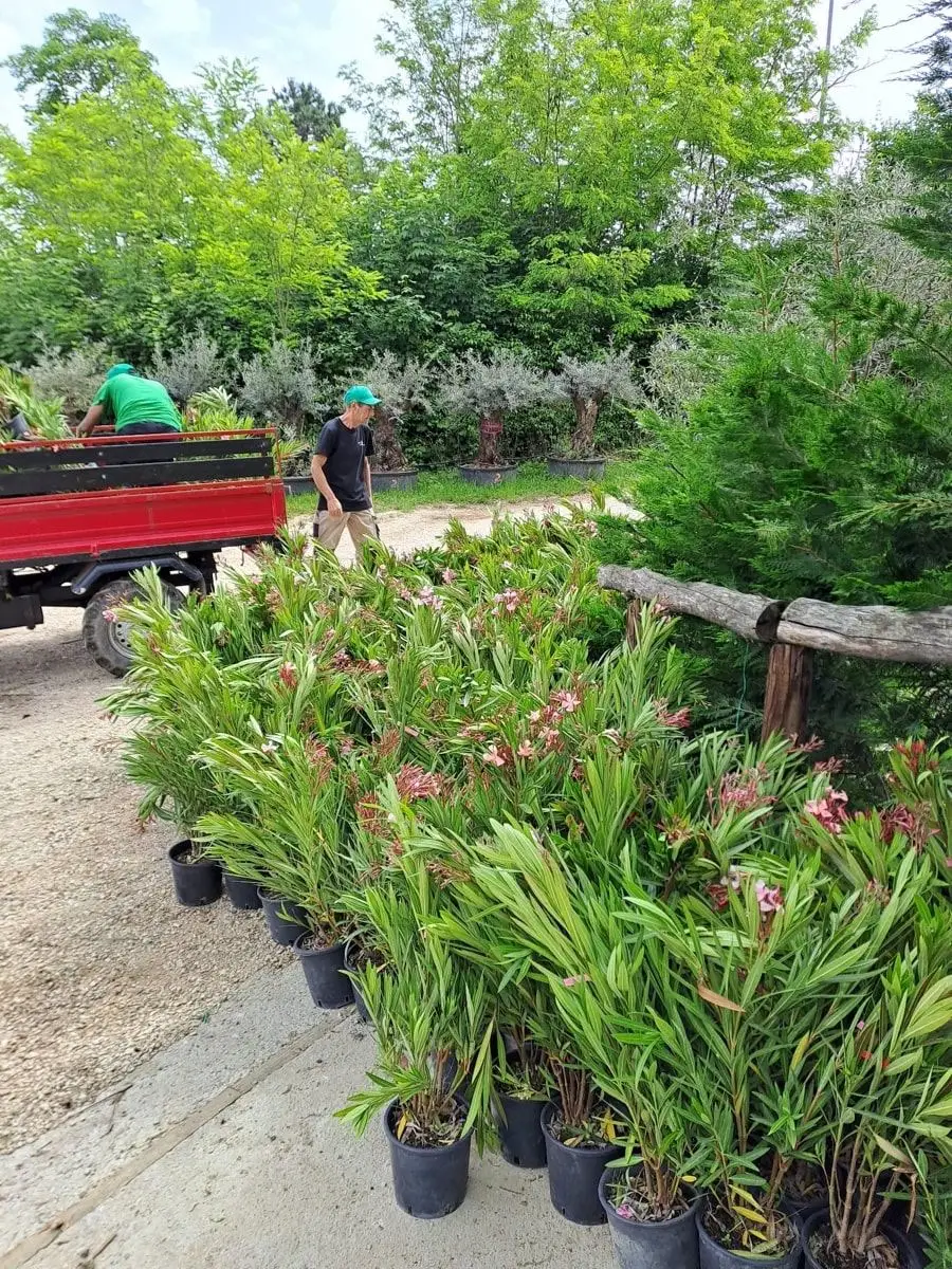 Plants ready for loading