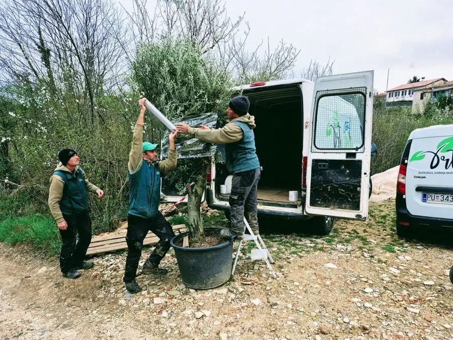 Unloading an olive tree from a delivery van