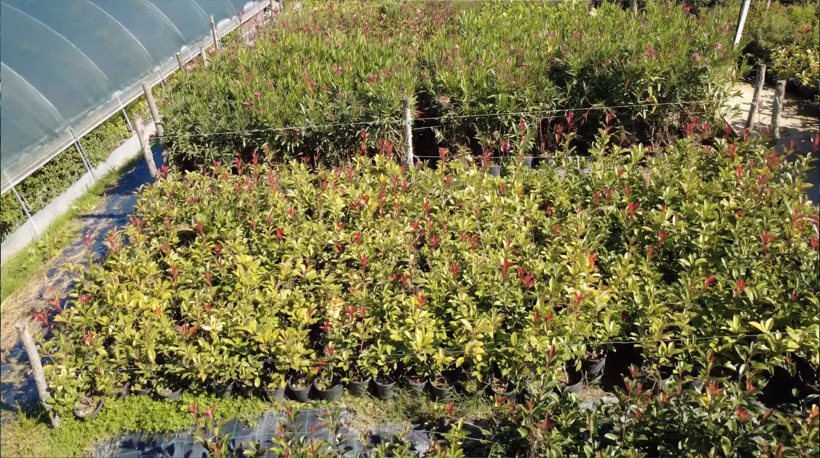 Beds of photinia for hedging beside the greenhouse