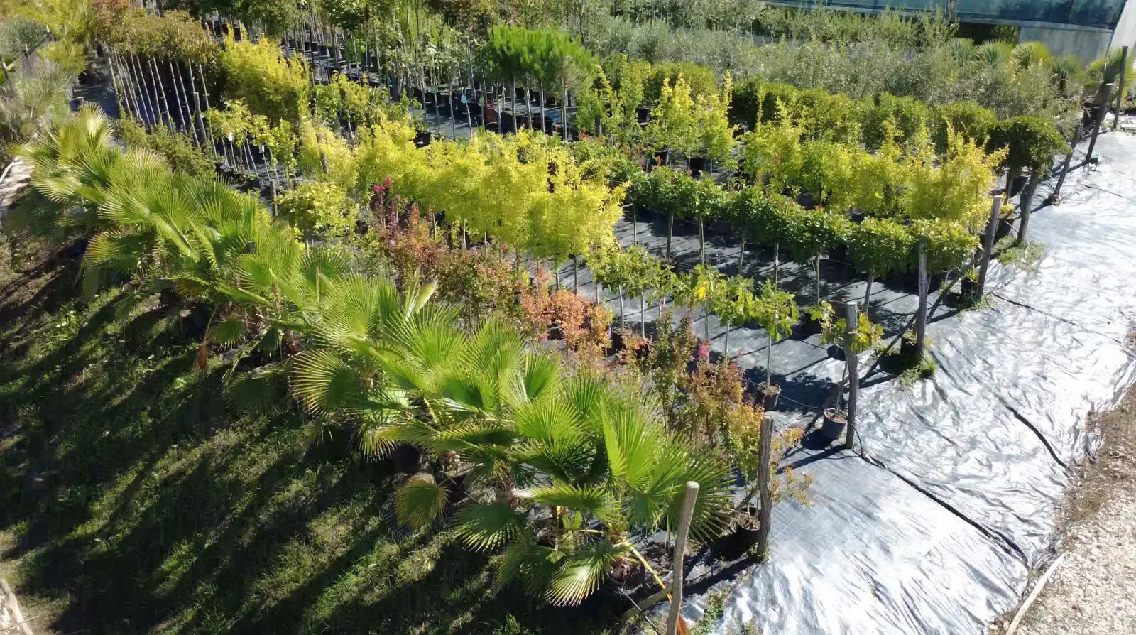 Palms and rows of young trees in the nursery