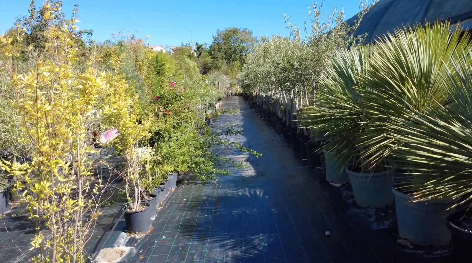 A path between rows of palms, olive trees and shrubs