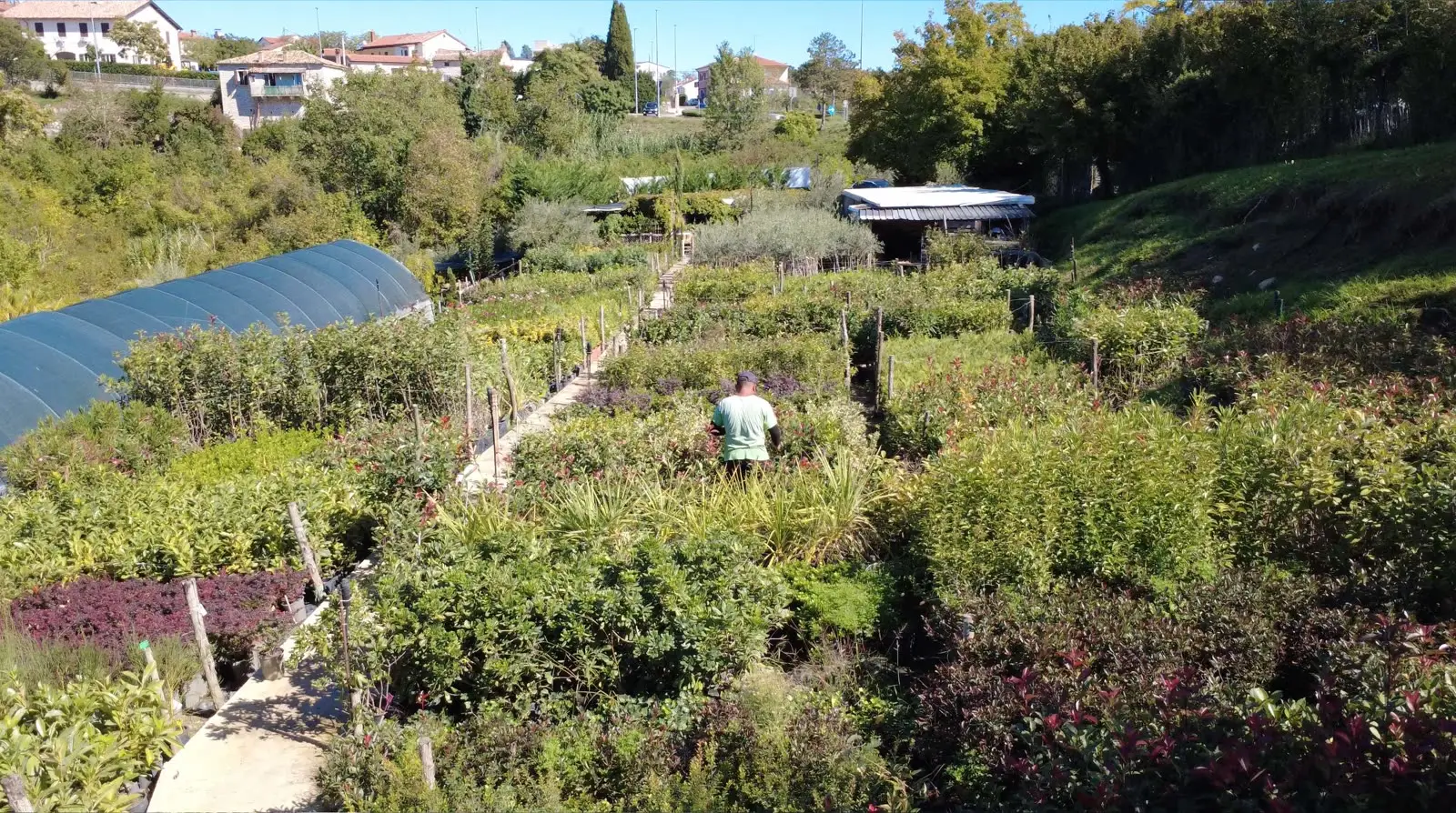 The nursery with its greenhouse and beds, the houses of Buje above