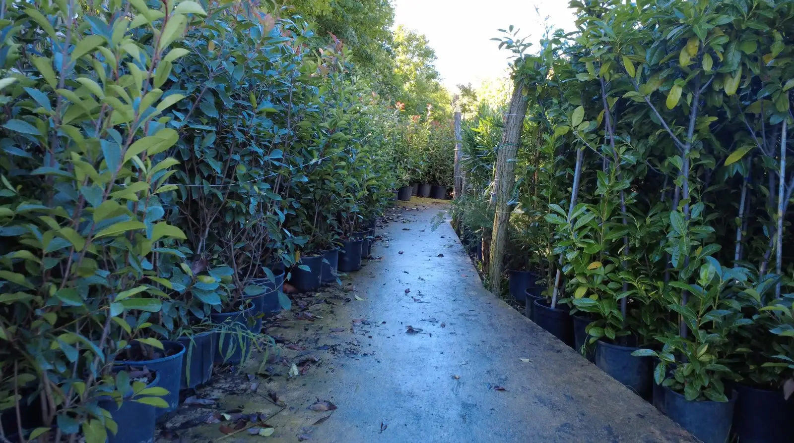 Potted shrubs along a path through the nursery