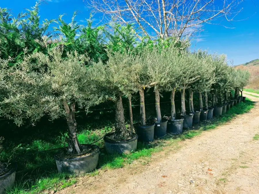 Una fila di olivi in vaso nel vivaio