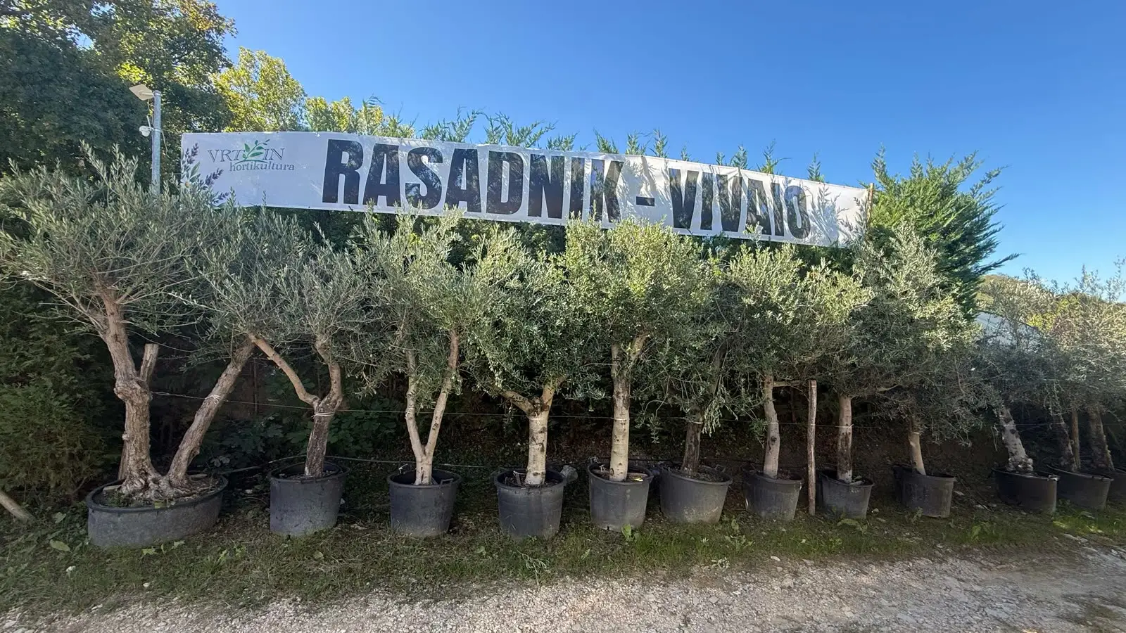 Ulivi in vaso sotto l'insegna del vivaio Vrt iN