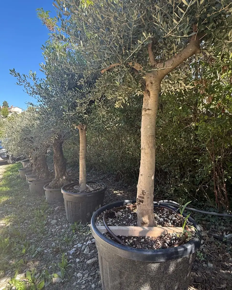 Potted olive trees lined up at the Vrt iN nursery