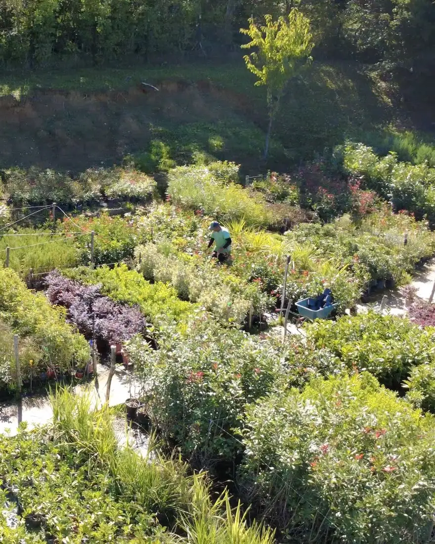 Un giardiniere cura gli arbusti tra le file del vivaio