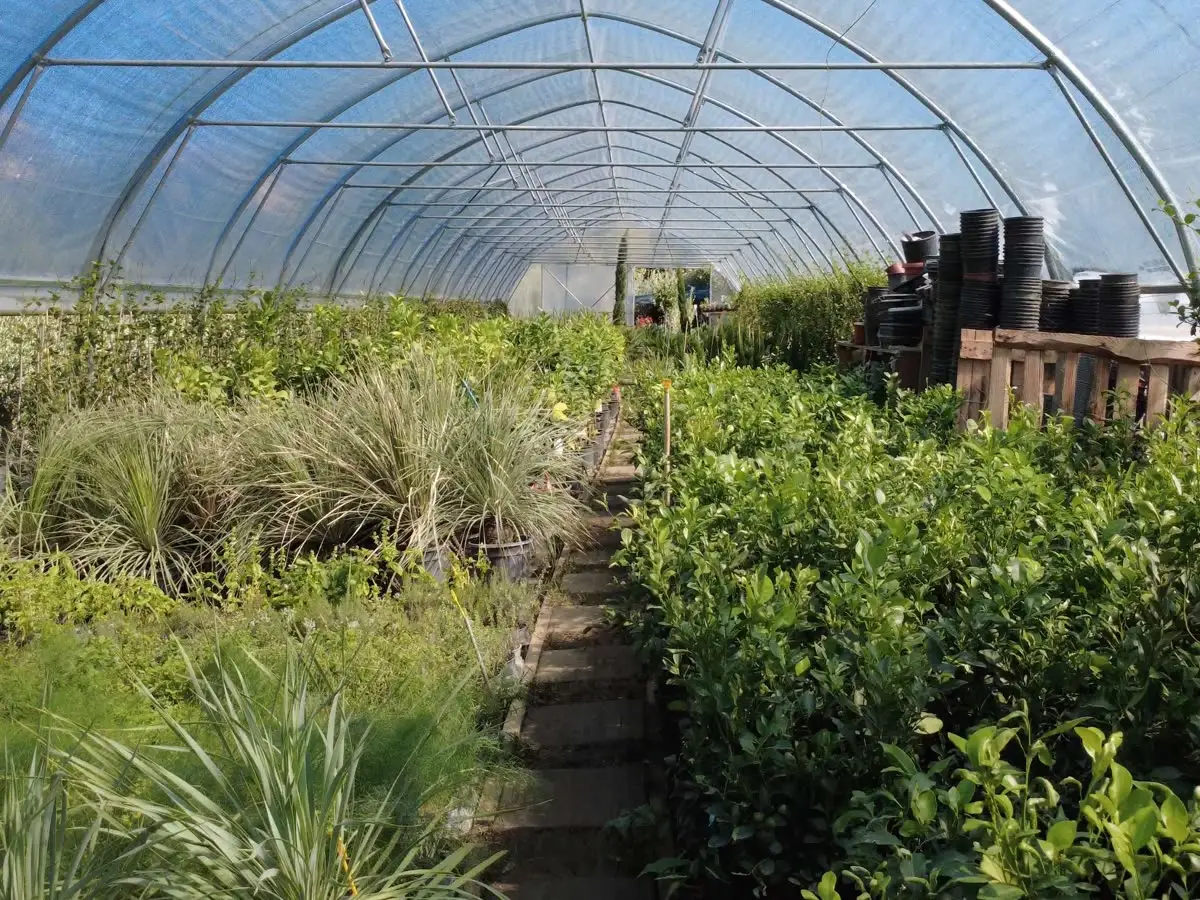 Greenhouse with Mediterranean plants at the Vrt iN nursery