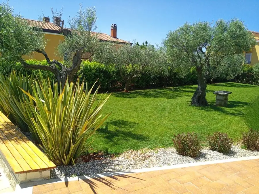 Garden with olive trees and Mediterranean plants
