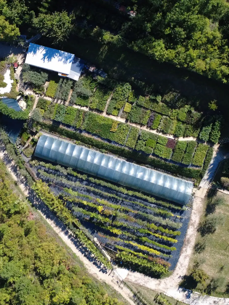 Il vivaio dall'alto: la serra e le file di piante
