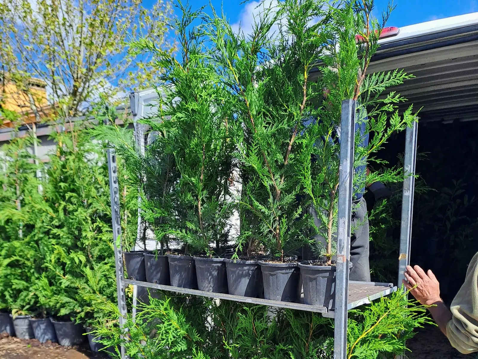 A trolley of hedging plants ready for planting