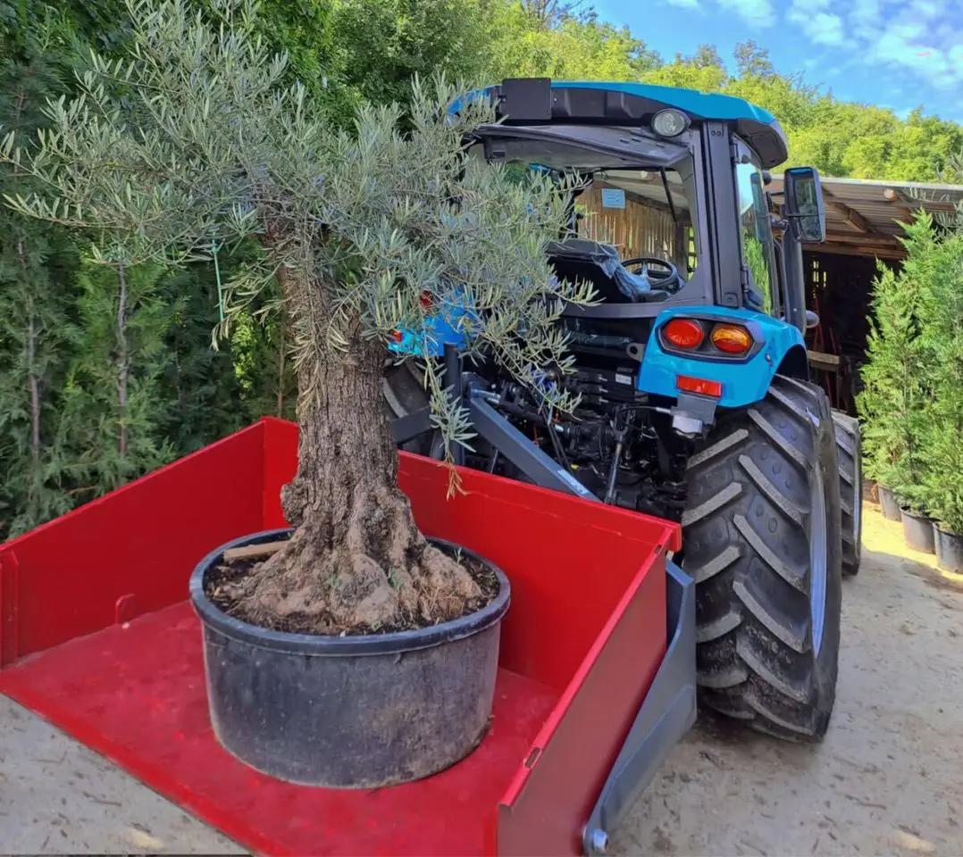 Un vecchio olivo in un grande vaso, pronto per la messa a dimora