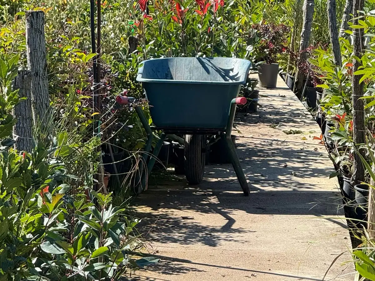A wheelbarrow on a path between young plants in the nursery