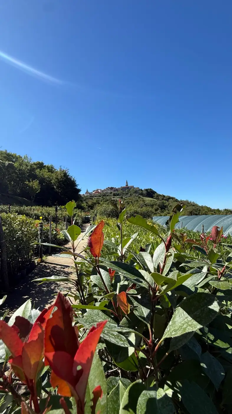 Photinia with red young leaves at the nursery, Buje on the hill behind