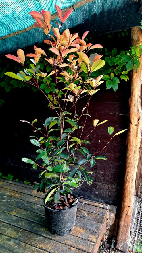 photinia red robin