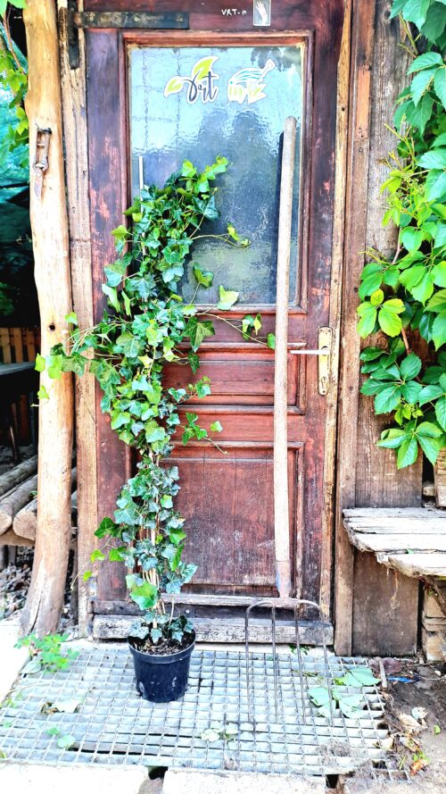 HEDERA