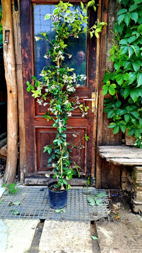ZIMZELENI JASMIN