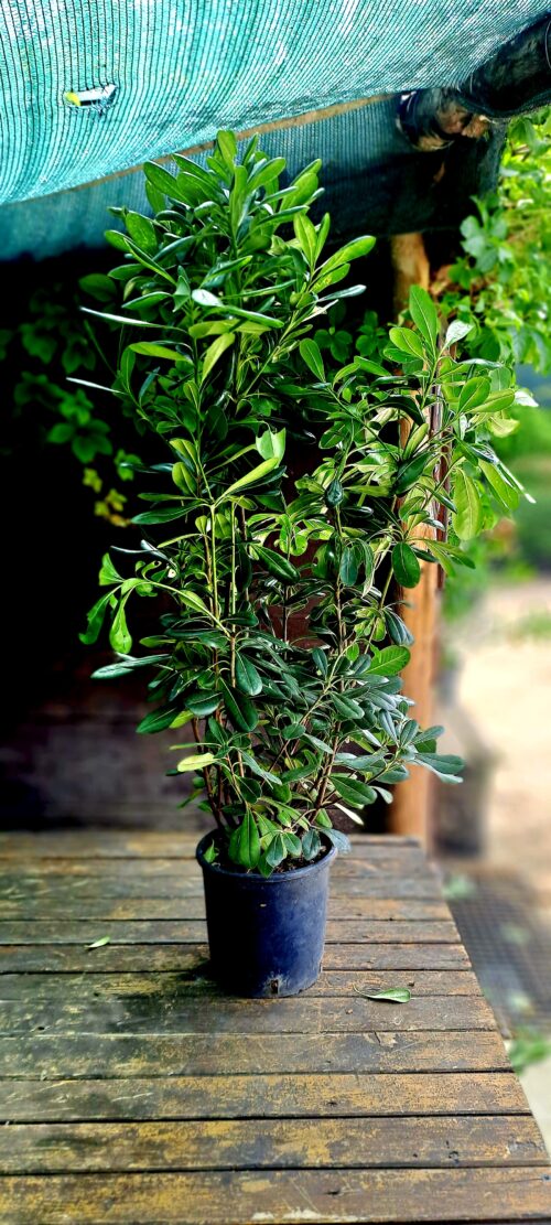 pittosporum tobira